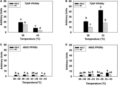 Effect of Temperature and Selection for Growth on Intracellular Lipid Accumulation and Adipogenic Gene Expression in Turkey Pectoralis Major Muscle Satellite Cells